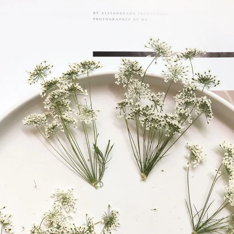 Dried Flower Bouquet - 5–7 cm/12 Stück, kleine Schneeblumen mit
