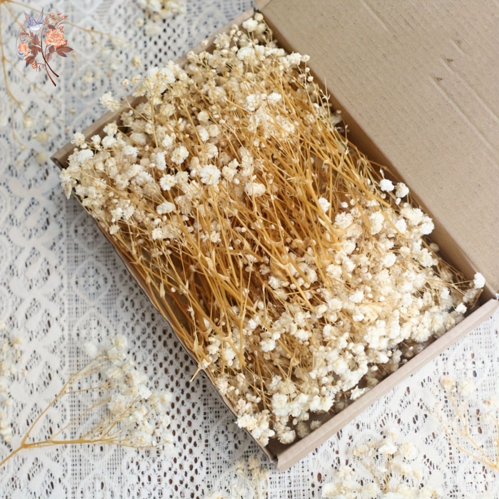 Dried Flower Bouquet - 100 Stück Mini Getrocknete Schleierkraut-Blumen für