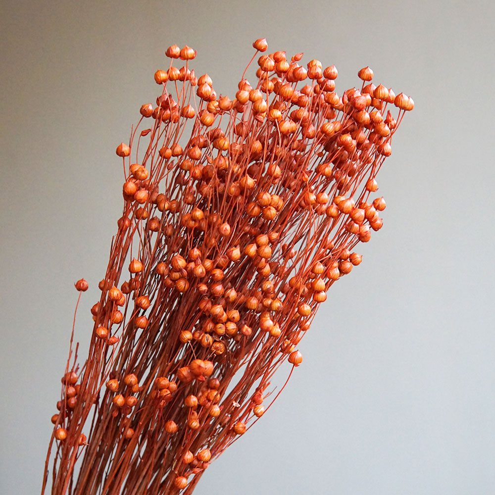 35 g/konservierte Ormosia Hosi – Dried Flower Bouquet Bewertung und Preis