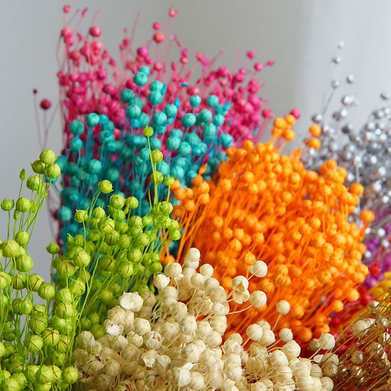 35 g/konservierte Ormosia Hosi – Dried Flower Bouquet Bewertung und Preis