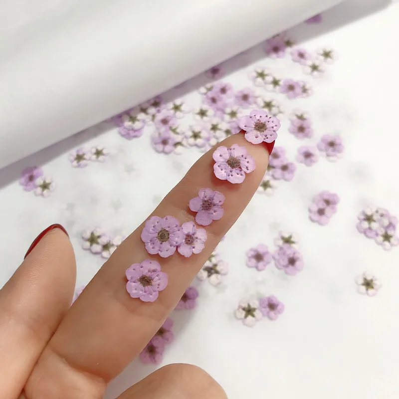 Gepresste Mini-Narzissen, getr – Dried Flower Bouquet Bewertung und Preis