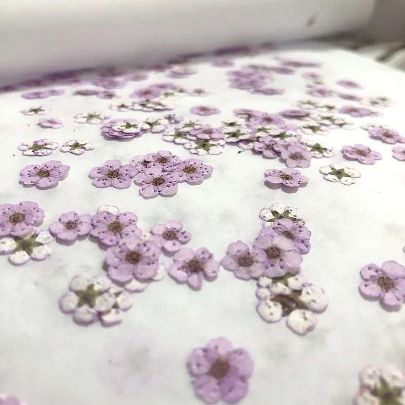 Gepresste Mini-Narzissen, getr – Dried Flower Bouquet Bewertung und Preis