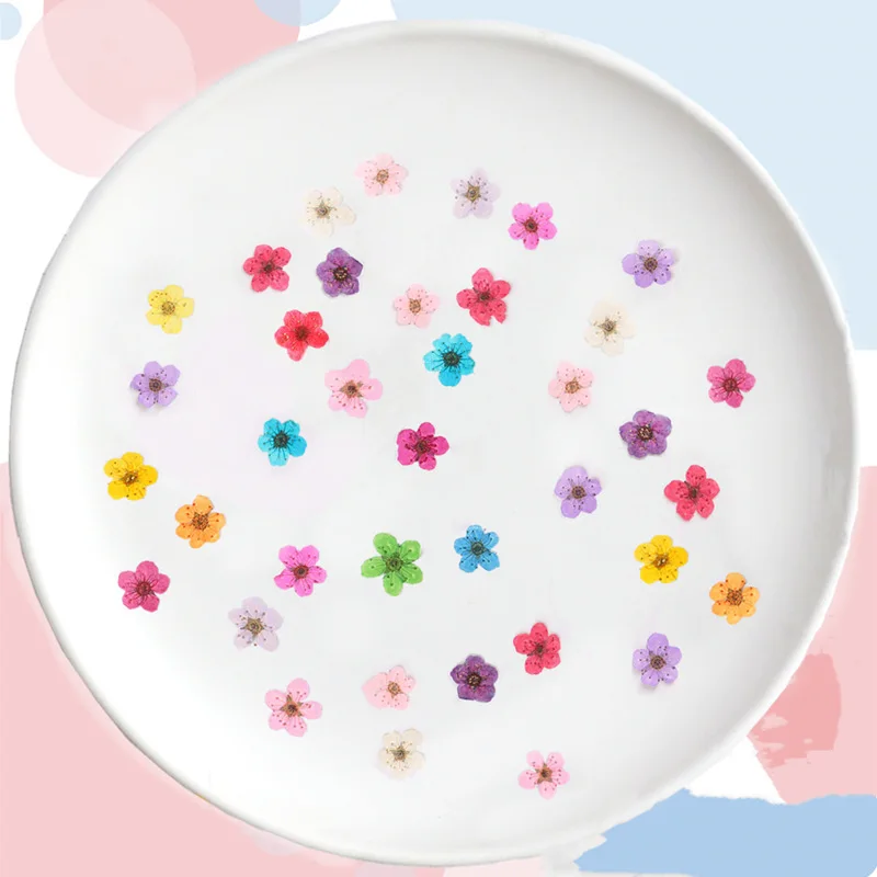 Gepresste Mini-Narzissen, getr – Dried Flower Bouquet Bewertung und Preis