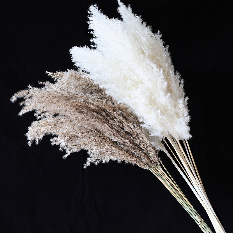 10 Stück Bunte Natürliche Schi – Dried Flower Bouquet Bewertung und Preis