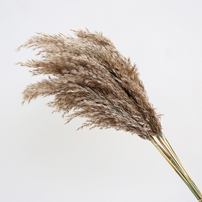 10 Stück Bunte Natürliche Schi – Dried Flower Bouquet Bewertung und Preis