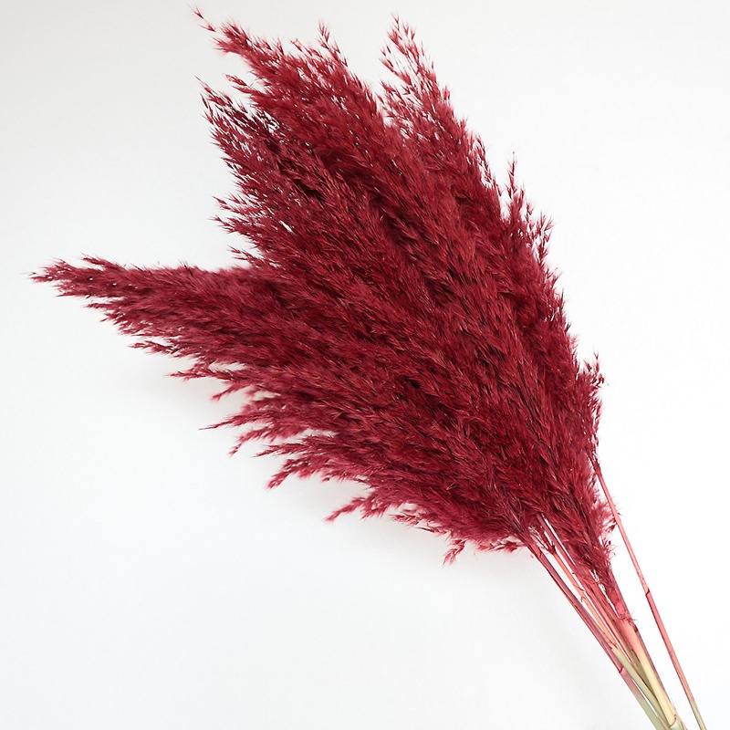 10 Stück Bunte Natürliche Schi – Dried Flower Bouquet Bewertung und Preis