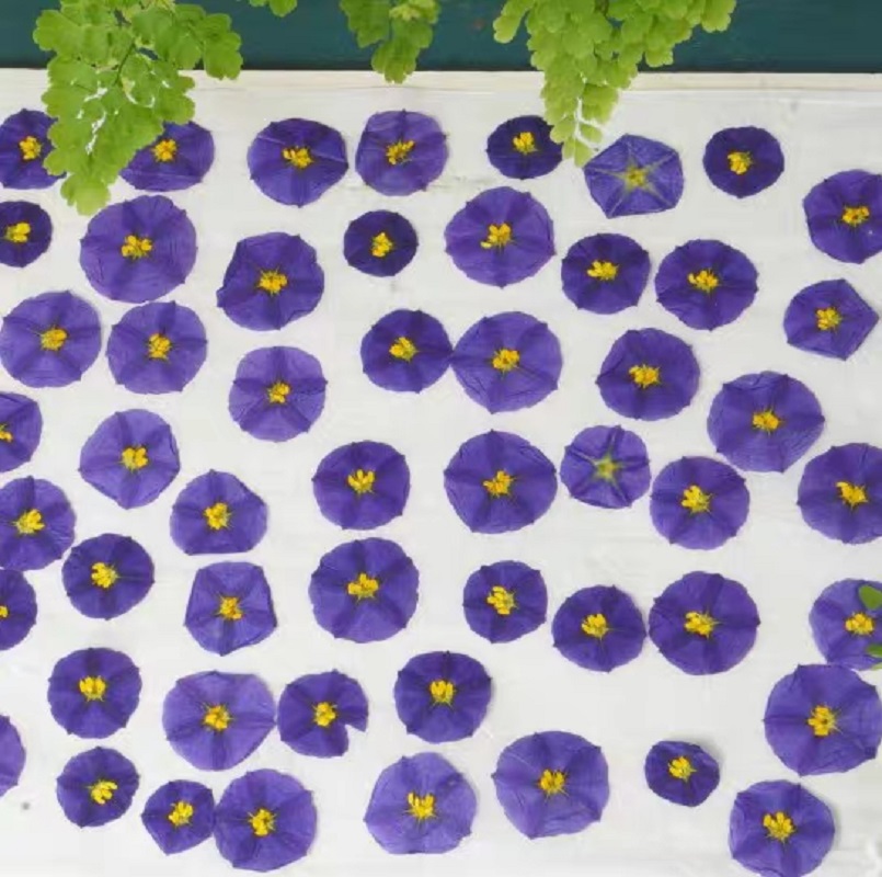 100 stücke Gedrückt Getrocknet – Dried Flower Bouquet Bewertung und Preis