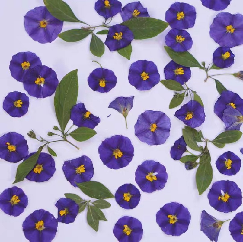 100 stücke Gedrückt Getrocknet – Dried Flower Bouquet Bewertung und Preis