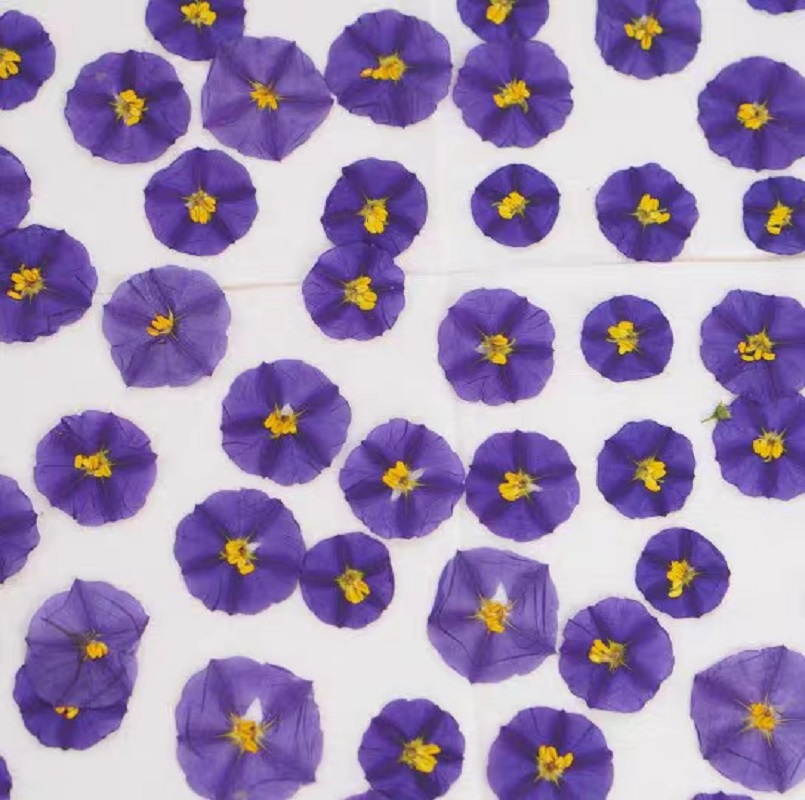 100 stücke Gedrückt Getrocknet – Dried Flower Bouquet Bewertung und Preis