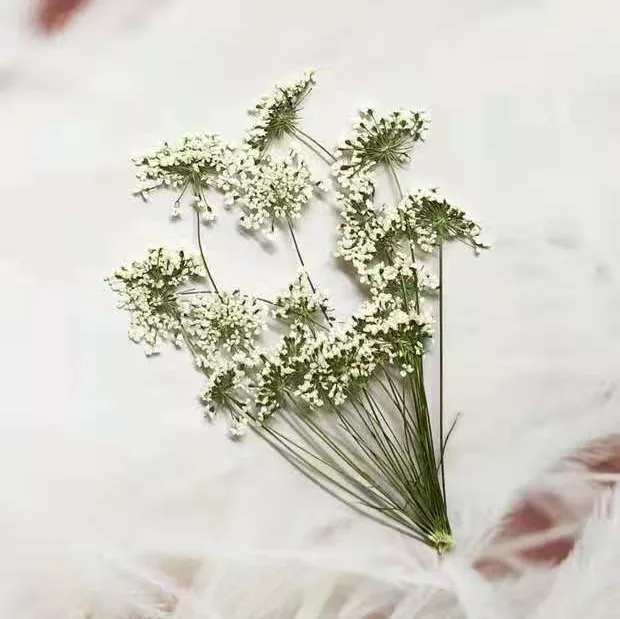 5–7 cm/12 Stück, kleine Schnee – Dried Flower Bouquet Bewertung und Preis