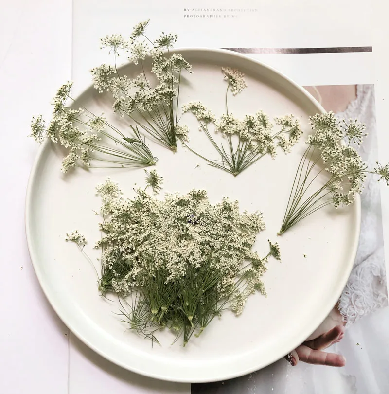5–7 cm/12 Stück, kleine Schnee – Dried Flower Bouquet Bewertung und Preis