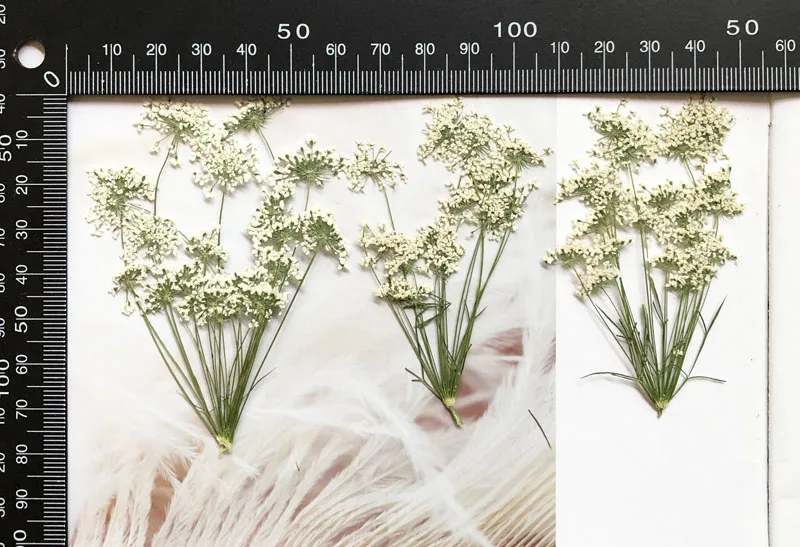 5–7 cm/12 Stück, kleine Schnee – Dried Flower Bouquet Bewertung und Preis