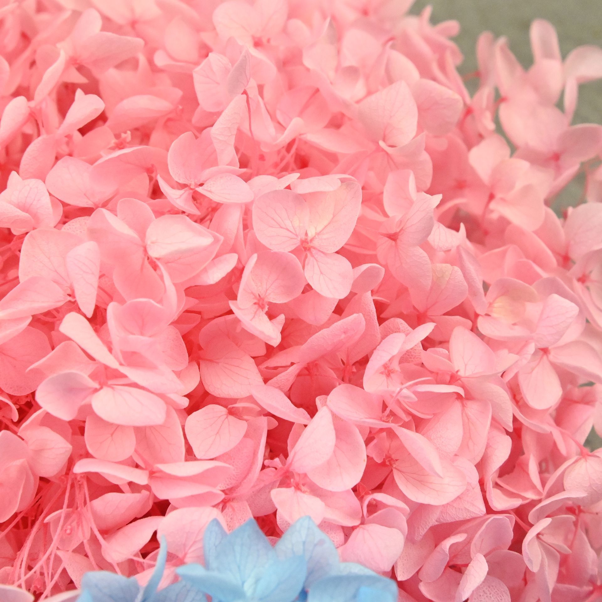 20g Natürliche Hortensienblüte – Dried Flower Bouquet Bewertung und Preis