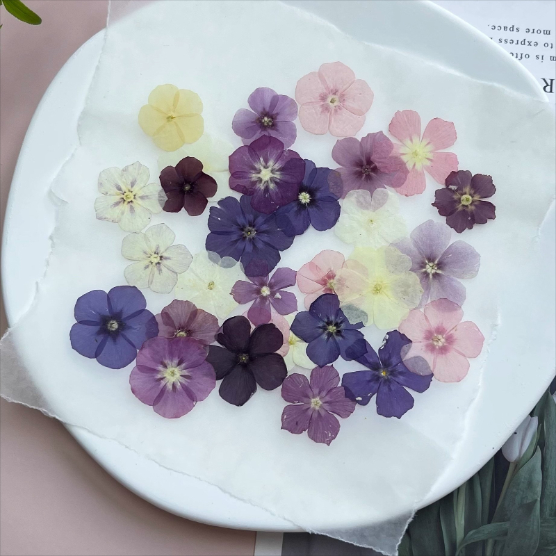 12 Stück, halbtransparente Nis – Dried Flower Bouquet Bewertung und Preis