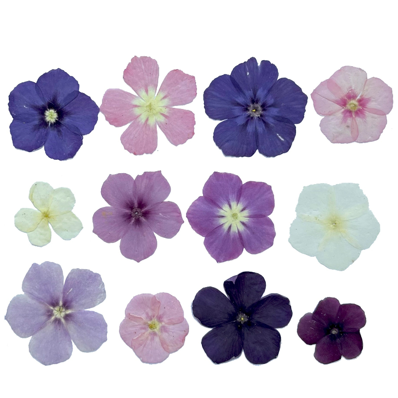 12 Stück, halbtransparente Nis – Dried Flower Bouquet Bewertung und Preis