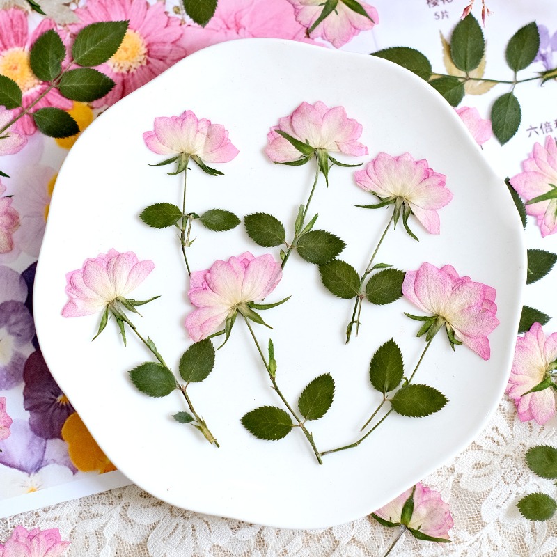 12 Stück, echte getrocknete ge – Dried Flower Bouquet Bewertung und Preis